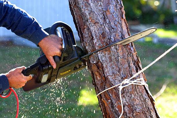 Best Hedge Trimming  in Franklin, NJ