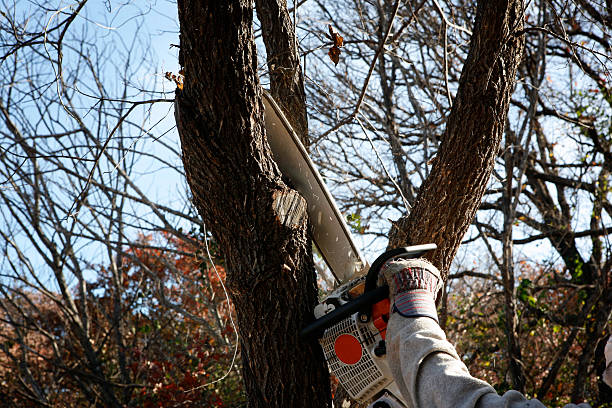 Best Emergency Tree Removal  in Franklin, NJ