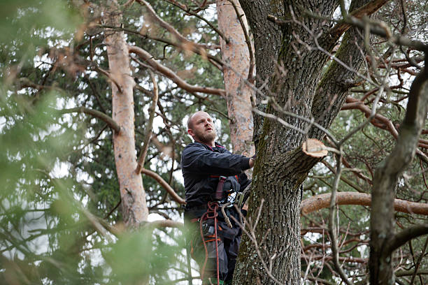 Best Palm Tree Trimming  in Franklin, NJ